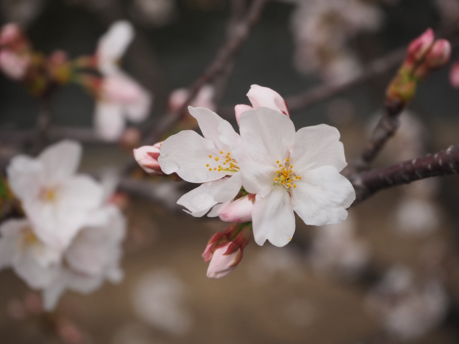 sakura